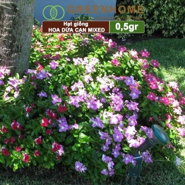 Hạt giống Hoa Dừa Cạn đứng đa màu - Trồng sân vườn đẹp, giá 24.000đ Thegioihatgiong 7