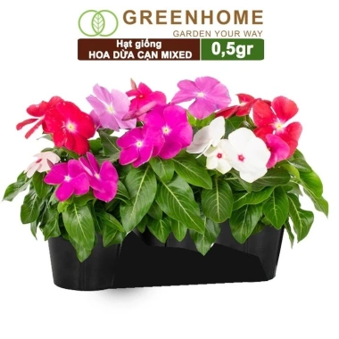 Hạt giống Hoa Dừa Cạn đứng đa màu - Trồng sân vườn đẹp, giá 24.000đ Thegioihatgiong 10