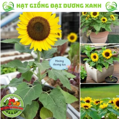 Hạt giống hoa hướng dương lùn 30 hạt - Tặng phân, giá chỉ 9.600đ, trồng nhanh, nở rực rỡ