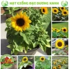 Hạt giống hoa hướng dương lùn 30 hạt - Tặng phân, giá chỉ 9.600đ, trồng nhanh, nở rực rỡ 2