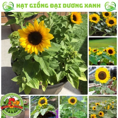Hạt giống hoa hướng dương lùn 30 hạt - Tặng phân, giá chỉ 9.600đ, trồng nhanh, nở rực rỡ 2 Hạt giống hoa hướng dương lùn 30 hạt - Tặng phân, giá chỉ 9.600đ, trồng nhanh, nở rực rỡ 2