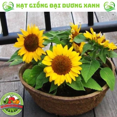 Hạt giống hoa hướng dương lùn 30 hạt - Tặng phân, giá chỉ 9.600đ, trồng nhanh, nở rực rỡ