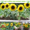 Hạt giống hoa hướng dương lùn 30 hạt - Tặng phân, giá chỉ 9.600đ, trồng nhanh, nở rực rỡ 4