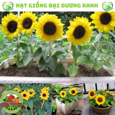 Hạt giống hoa hướng dương lùn 30 hạt - Tặng phân, giá chỉ 9.600đ, trồng nhanh, nở rực rỡ