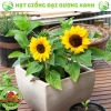 Hạt giống hoa hướng dương lùn 30 hạt - Tặng phân, giá chỉ 9.600đ, trồng nhanh, nở rực rỡ 5