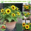 Hạt giống hoa hướng dương lùn 30 hạt - Tặng phân, giá chỉ 9.600đ, trồng nhanh, nở rực rỡ 6