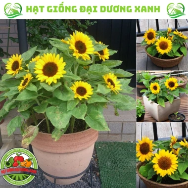 Hạt giống hoa hướng dương lùn 30 hạt - Tặng phân, giá chỉ 9.600đ, trồng nhanh, nở rực rỡ