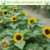 Hạt giống hoa hướng dương lùn 30 hạt - Tặng phân, giá chỉ 9.600đ, trồng nhanh, nở rực rỡ 7