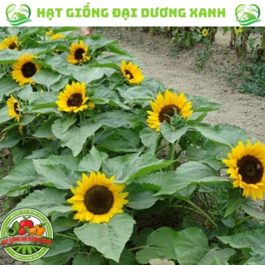 Hạt giống hoa hướng dương lùn 30 hạt - Tặng phân, giá chỉ 9.600đ, trồng nhanh, nở rực rỡ 7 Hạt giống hoa hướng dương lùn 30 hạt - Tặng phân, giá chỉ 9.600đ, trồng nhanh, nở rực rỡ 7