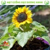 Hạt giống hoa hướng dương lùn 30 hạt - Tặng phân, giá chỉ 9.600đ, trồng nhanh, nở rực rỡ 8
