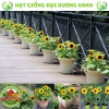 Hạt giống hoa hướng dương lùn 30 hạt - Tặng phân, giá chỉ 9.600đ, trồng nhanh, nở rực rỡ 9