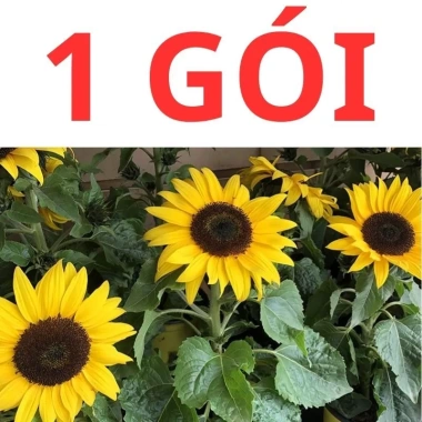Hạt giống hoa hướng dương lùn 30 hạt - Tặng phân, giá chỉ 9.600đ, trồng nhanh, nở rực rỡ
