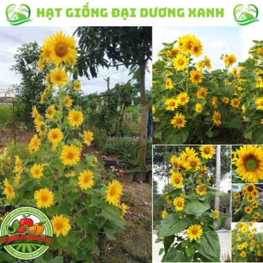 Hạt giống hoa hướng dương tháp 30 hạt - tặng kèm phân, giá ưu đãi 9.600₫