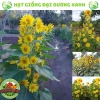 Hạt giống hoa hướng dương tháp 30 hạt - tặng kèm phân, giá ưu đãi 9.600₫ 2