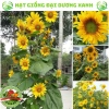 Hạt giống hoa hướng dương tháp 30 hạt - tặng kèm phân, giá ưu đãi 9.600₫ 3