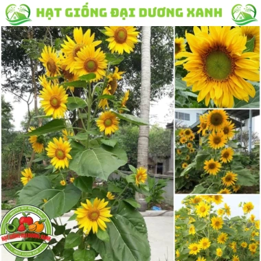 Hạt giống hoa hướng dương tháp 30 hạt - tặng kèm phân, giá ưu đãi 9.600₫