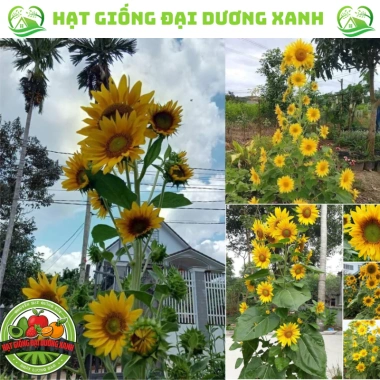 Hạt giống hoa hướng dương tháp 30 hạt - tặng kèm phân, giá ưu đãi 9.600₫ 4 Hạt giống hoa hướng dương tháp 30 hạt - tặng kèm phân, giá ưu đãi 9.600₫ 4
