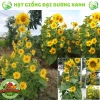 Hạt giống hoa hướng dương tháp 30 hạt - tặng kèm phân, giá ưu đãi 9.600₫ 5