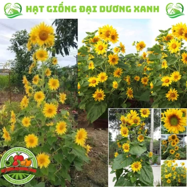 Hạt giống hoa hướng dương tháp 30 hạt - tặng kèm phân, giá ưu đãi 9.600₫