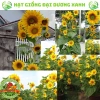 Hạt giống hoa hướng dương tháp 30 hạt - tặng kèm phân, giá ưu đãi 9.600₫ 6