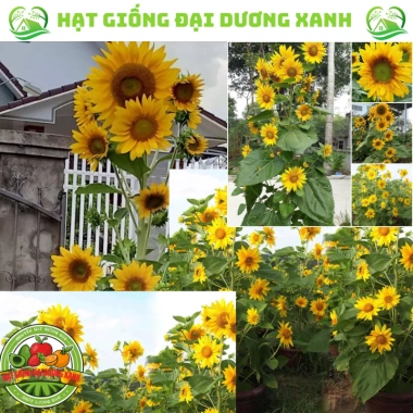 Hạt giống hoa hướng dương tháp 30 hạt - tặng kèm phân, giá ưu đãi 9.600₫ 6 Hạt giống hoa hướng dương tháp 30 hạt - tặng kèm phân, giá ưu đãi 9.600₫ 6