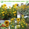 Hạt giống hoa hướng dương tháp 30 hạt - tặng kèm phân, giá ưu đãi 9.600₫ 7