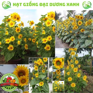 Hạt giống hoa hướng dương tháp 30 hạt - tặng kèm phân, giá ưu đãi 9.600₫