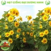 Hạt giống hoa hướng dương tháp 30 hạt - tặng kèm phân, giá ưu đãi 9.600₫ 8