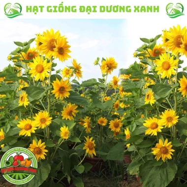 Hạt giống hoa hướng dương tháp 30 hạt - tặng kèm phân, giá ưu đãi 9.600₫