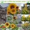 Hạt giống hoa hướng dương tháp 30 hạt - tặng kèm phân, giá ưu đãi 9.600₫ 9
