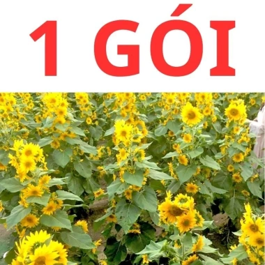 Hạt giống hoa hướng dương tháp 30 hạt - tặng kèm phân, giá ưu đãi 9.600₫