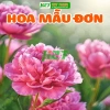 Hạt Giống Hoa Mẫu Đơn Mix Nhiều Màu - Giá Ưu Đãi 13.860 VND, Chất Lượng Nhập Khẩu