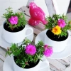 Hạt Giống Hoa Mười Giờ Mỹ Kép Mix Nhiều Màu - Giá 14.999đ, Giảm Giá Đặc Biệt 2