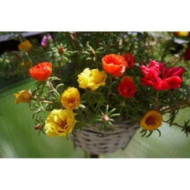 Hạt Giống Hoa Mười Giờ Mỹ Kép Mix Nhiều Màu - Giá 14.999đ, Giảm Giá Đặc Biệt 5