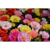 Hạt Giống Hoa Mười Giờ Mỹ Kép Mix Nhiều Màu - Giá 14.999đ, Giảm Giá Đặc Biệt 7