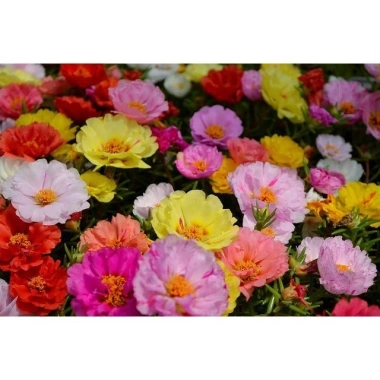 Hạt Giống Hoa Mười Giờ Mỹ Kép Mix Nhiều Màu - Giá 14.999đ, Giảm Giá Đặc Biệt 7