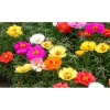 Hạt Giống Hoa Mười Giờ Mỹ Kép Mix Nhiều Màu - Giá 14.999đ, Giảm Giá Đặc Biệt 8