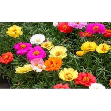 Hạt Giống Hoa Mười Giờ Mỹ Kép Mix Nhiều Màu - Giá 14.999đ, Giảm Giá Đặc Biệt 8