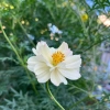 Hạt giống hoa sao nhái kép Cosmos mix màu 29.000₫ trồng dễ sinh nhanh 3