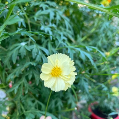 Hạt giống hoa sao nhái kép Cosmos mix màu 29.000₫ trồng dễ sinh nhanh