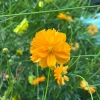 Hạt giống hoa sao nhái kép Cosmos mix màu 29.000₫ trồng dễ sinh nhanh 5