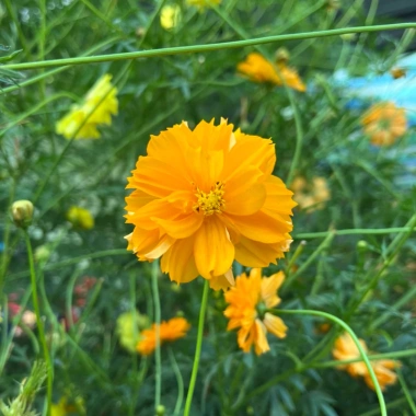 Hạt giống hoa sao nhái kép Cosmos mix màu 29.000₫ trồng dễ sinh nhanh