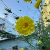Hạt giống hoa sao nhái kép Cosmos mix màu 29.000₫ trồng dễ sinh nhanh 6