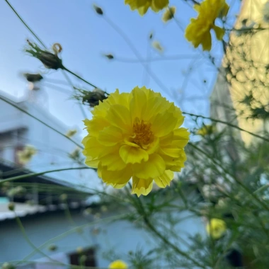 Hạt giống hoa sao nhái kép Cosmos mix màu 29.000₫ trồng dễ sinh nhanh