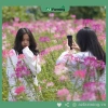 Hạt Giống Hoa Túy Điệp (Hoa Hồng Ri) - Giá 13.860 VNĐ, Nở Đậm Màu, Đột Phá 4