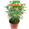 Hạt giống húng quế chất lượng cao - Giảm còn 15.600₫, trồng ngay rau thơm tươi ngon