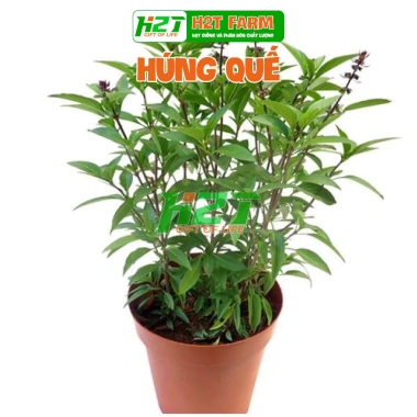 Hạt giống húng quế chất lượng cao - Giảm còn 15.600₫, trồng ngay rau thơm tươi ngon