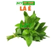 Hạt giống lá é rau thơm sả - Giá chỉ 14.000đ, giảm từ 18.200đ | thegioihatgiong