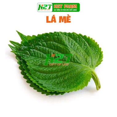 Hạt giống lá mè ăn thịt nướng – Giá chỉ 15.000đ, giảm từ 19.050đ, năng suất cao, chất lượng tốt