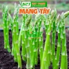 Hạt giống măng tây xanh dễ trồng - Giá ưu đãi 14.000đ, chất lượng cao từ thegioihatgiong